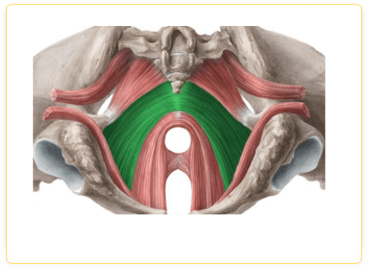 IC MUSCLES